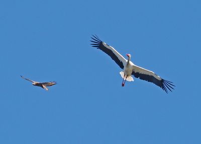 White Stork