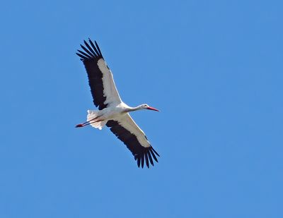 White Stork