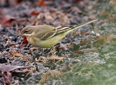 Yellow Wagtail