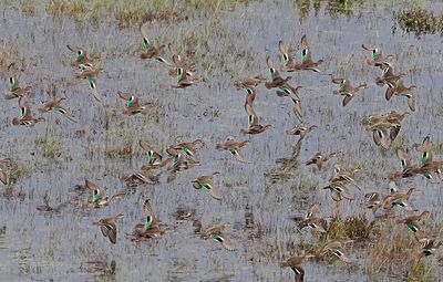 Eurasian Teal