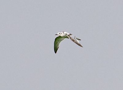 Little Gull