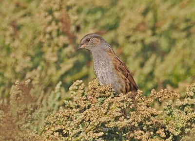 Dunnock