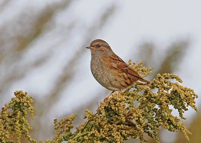 Dunnock