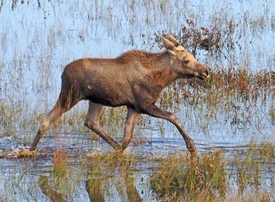 Moose