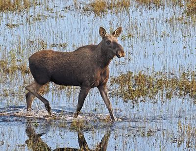Moose