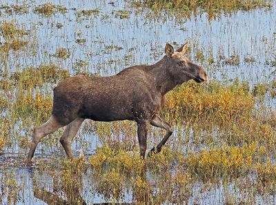 Moose