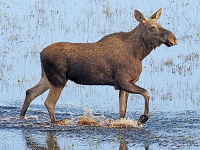 Moose