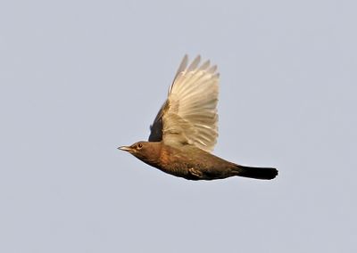 Eurasian Blackbird