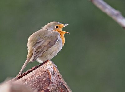 European Robin