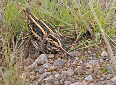 Jack Snipe