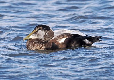 Common Eider