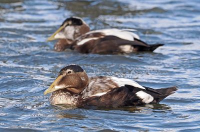 Common Eider