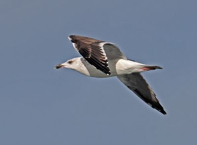 Greater Black-backed Gull