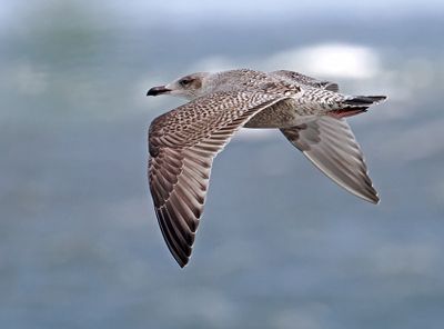 Greater Black-backed Gull