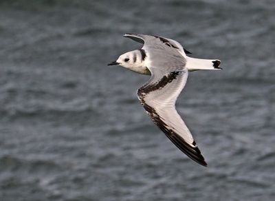 Kittiwake