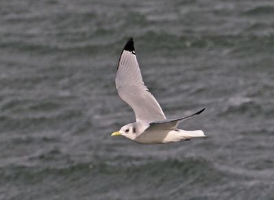 Kittiwake