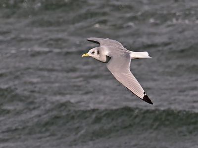 Kittiwake