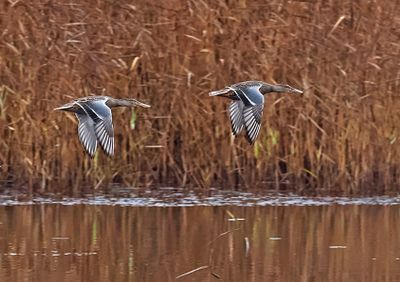 Northern Shoveler