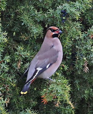 Waxwing