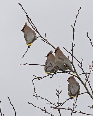 Waxwing