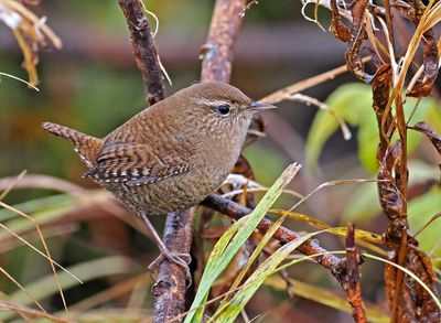 Eurasian Wren