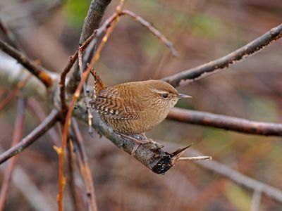 Eurasian Wren