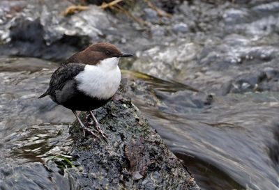 Dipper