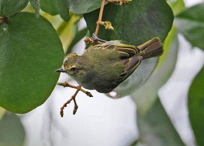 Choco Tyrannulet