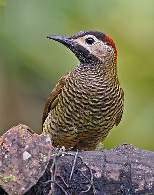 Golden-olive Woodpecker