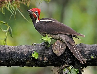 Lineated Woodpecker