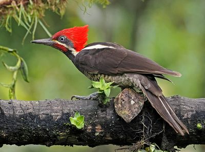 Lineated Woodpecker