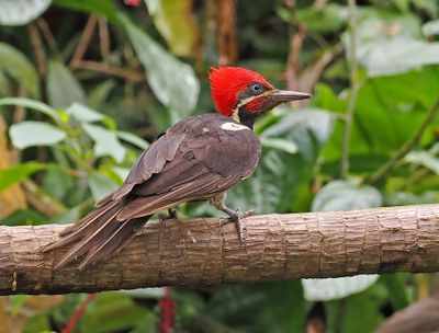 Lineated Woodpecker