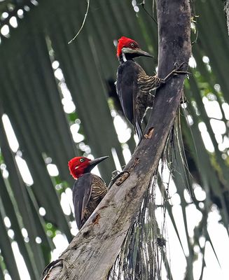 Guayaquil Woodpecker