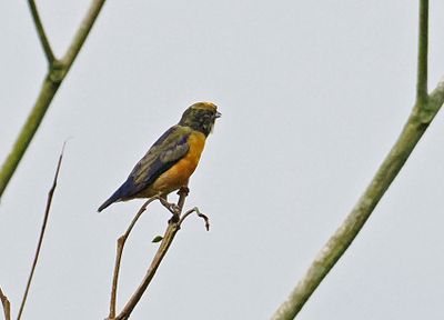 Orange-crowned Euphonia