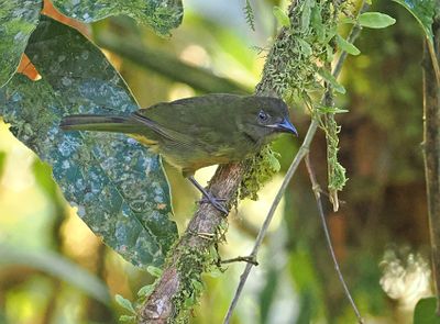 Ochre-breasted Tanager