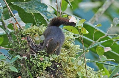 Western Dwarf Squirrel