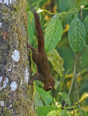 Western Dwarf Squirrel