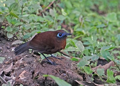 Zelendon´s Antbird