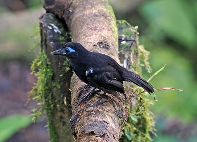 Zelendon´s Antbird