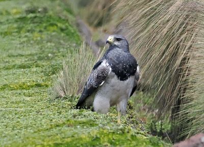 Black-chested Buzzard-Eagle