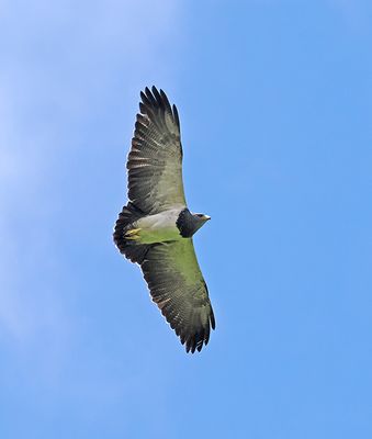 Black-chested Buzzard-Eagle