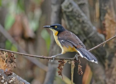 Black-capped Donacobius