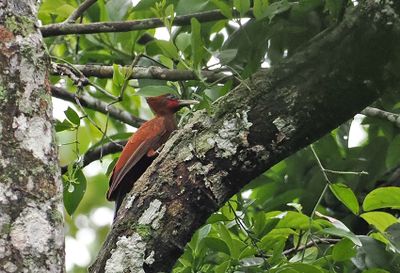 Chestnut Woodpecker