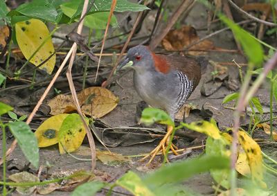 Gray-breasted Crake