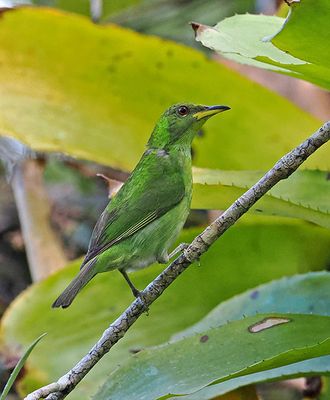 Green Honeycreeper