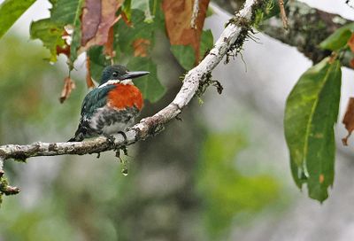 Green Kingfisher