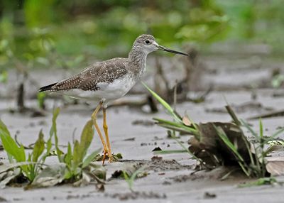 Greater Yellowlegs