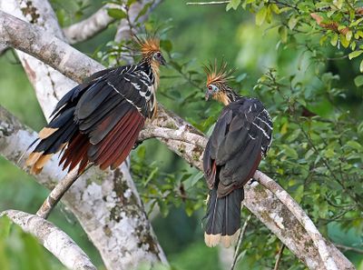 Hoatzin