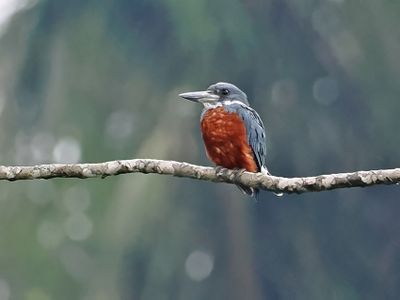 Ringed Kingfisher