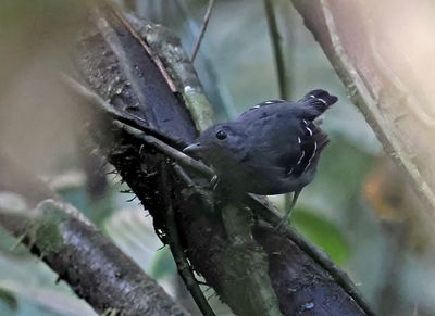 Plain-throated Antwren